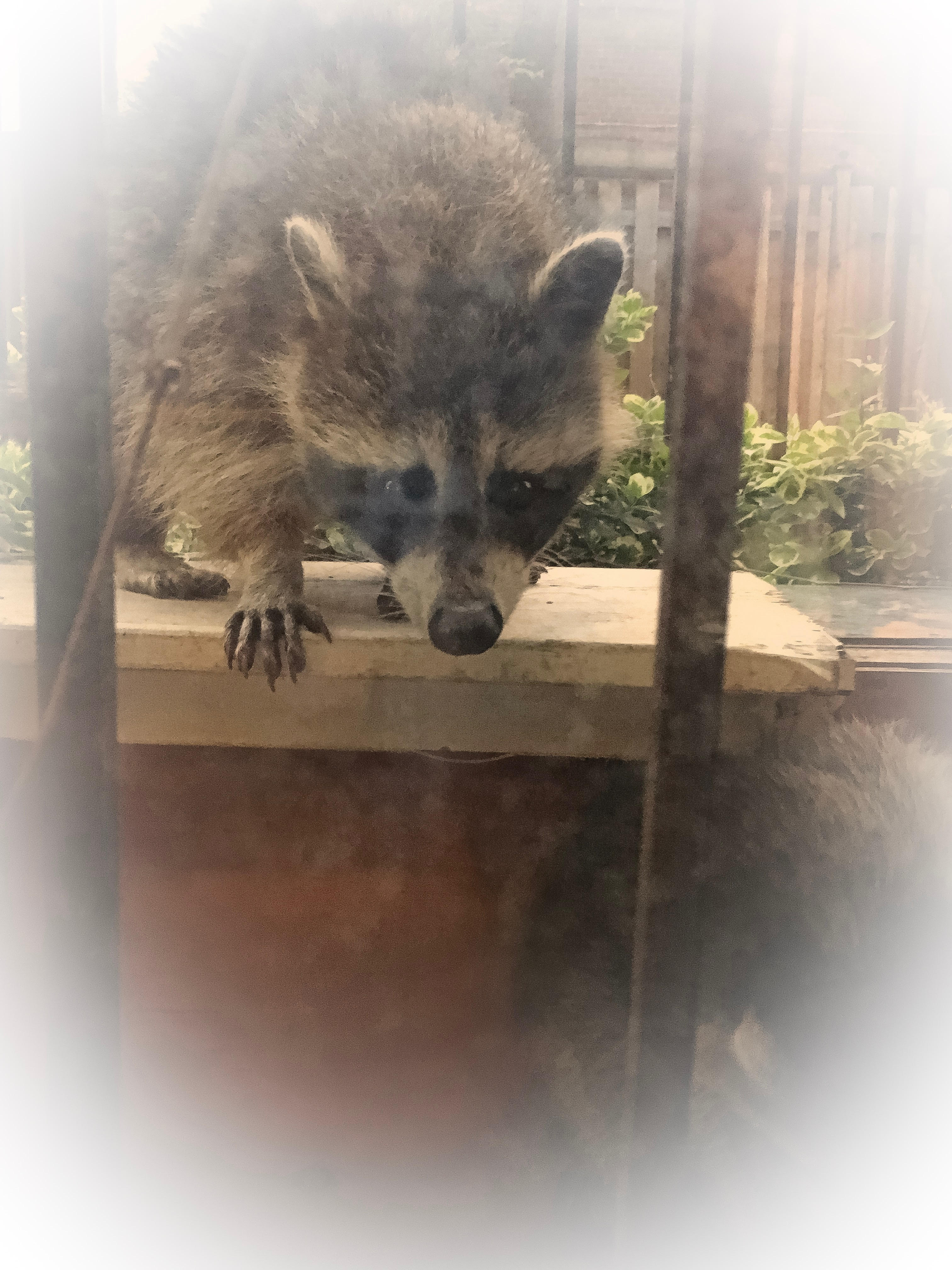 A raccoon looking through a window