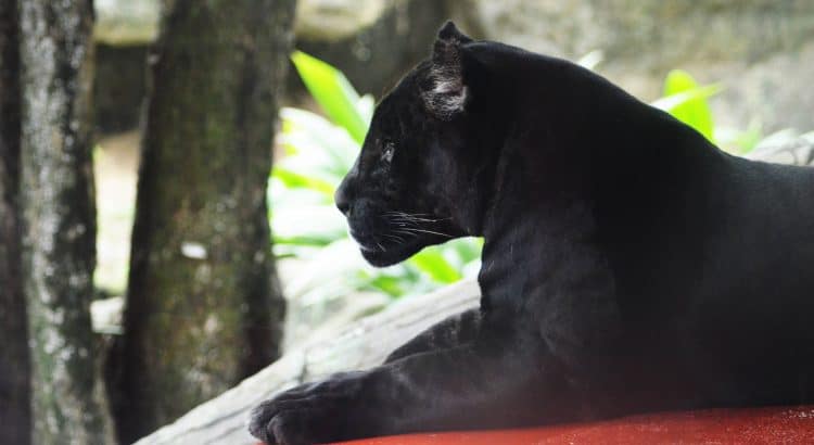 black panther, in honor of chadwick boseman