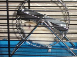 a hamster on a wheel