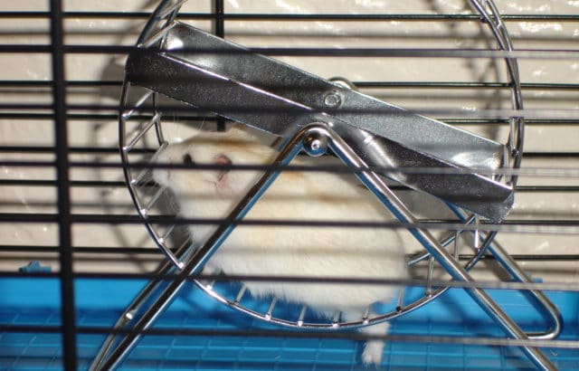 a hamster on a wheel