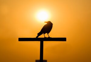 crow against an orange background with sun