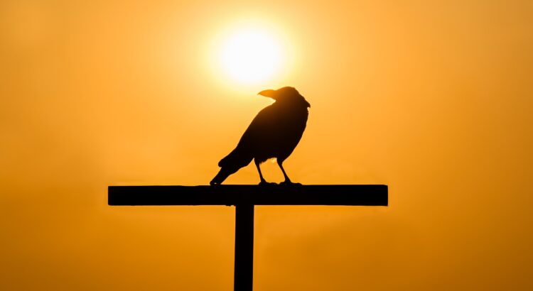 crow against an orange background with sun